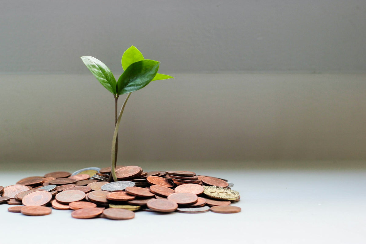 Plant growing on a pile of coins